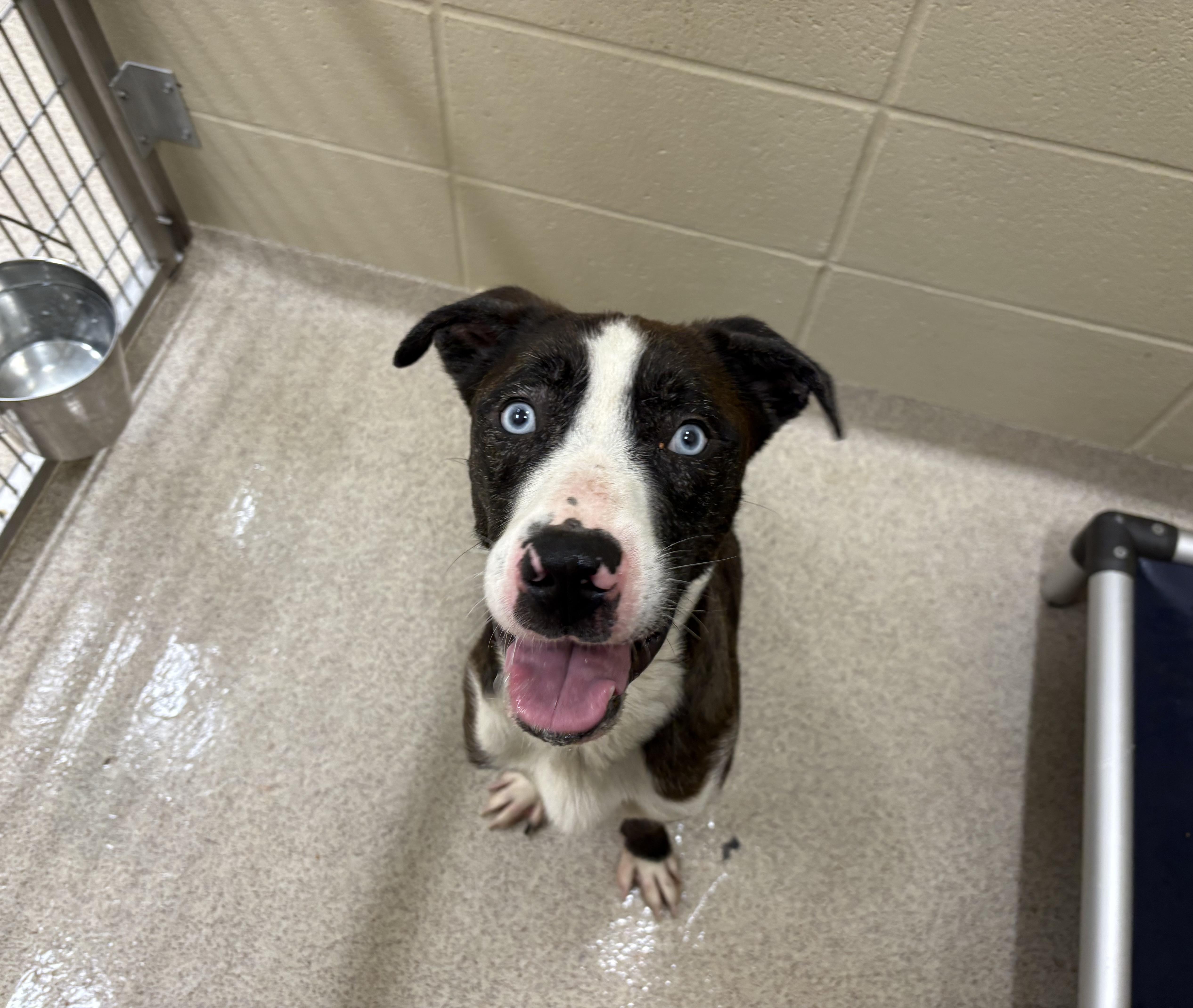 Enlarge Ollie, a Adoptable mixed breed in Youngstown, OH image 2/5