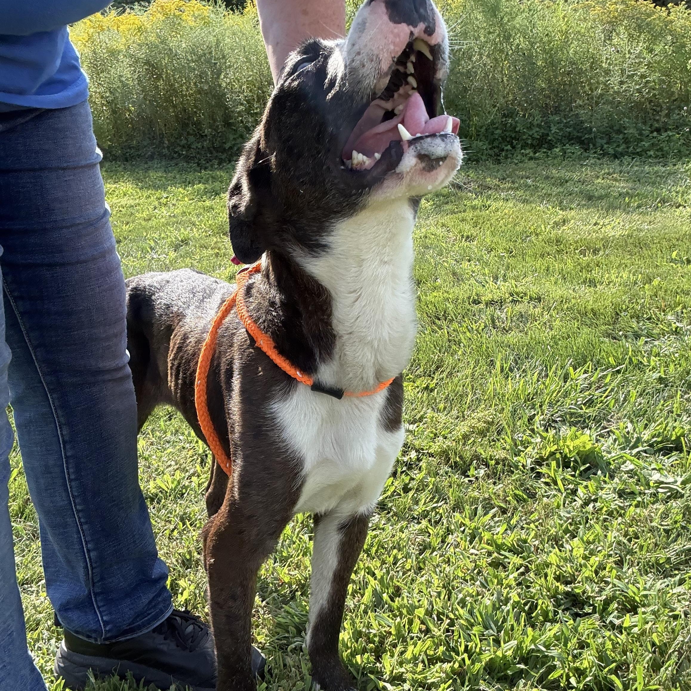 Enlarge Ollie, a Adoptable mixed breed in Youngstown, OH image 4/5