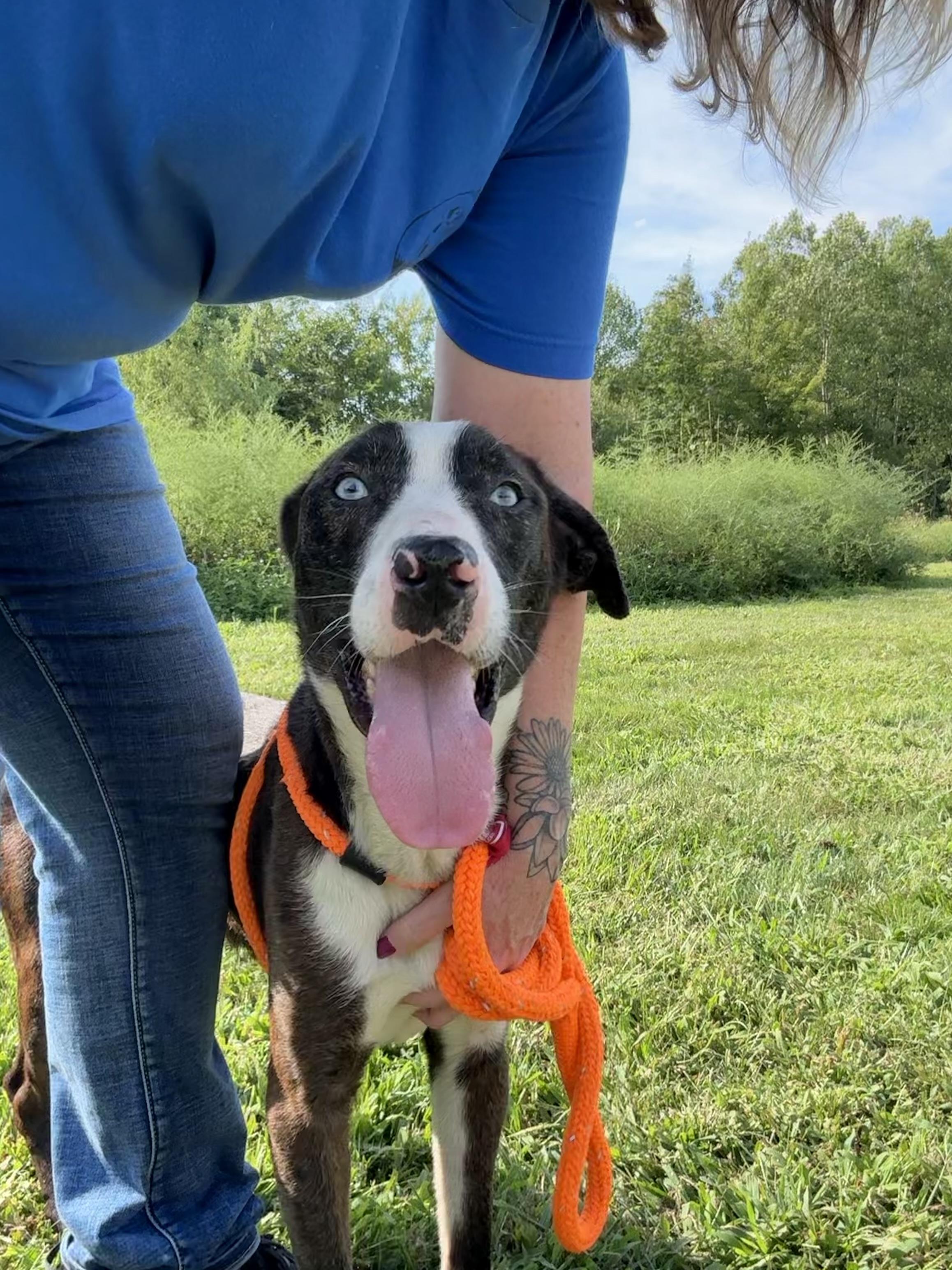 Enlarge Ollie, a Adoptable mixed breed in Youngstown, OH image 5/5