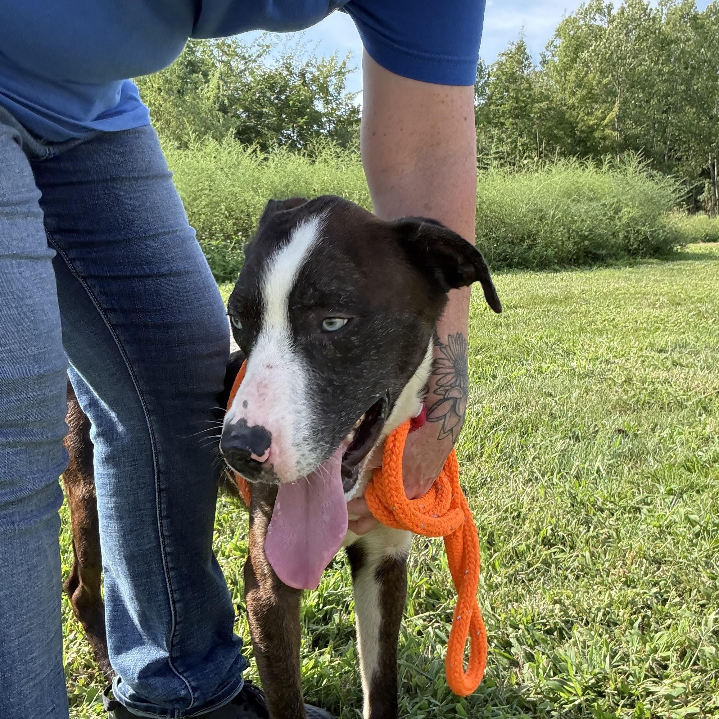 Enlarge Ollie, a Adoptable mixed breed in Youngstown, OH image 3/5