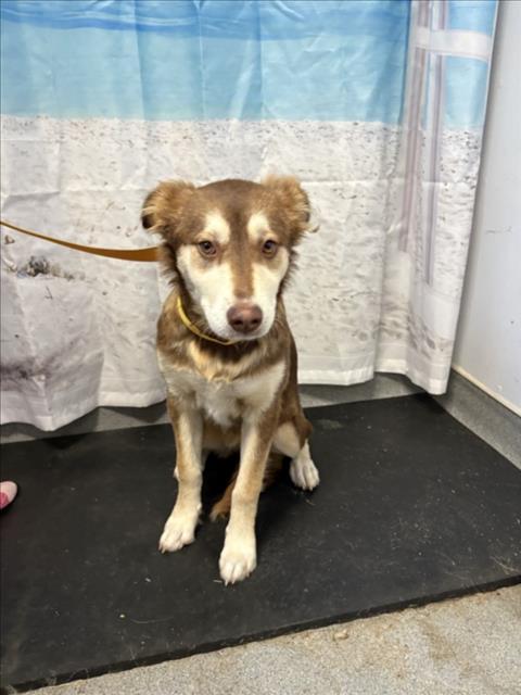 Enlarge PRINCESS, a Adoptable Australian Shepherd in Olivehurst, CA image 1/1
