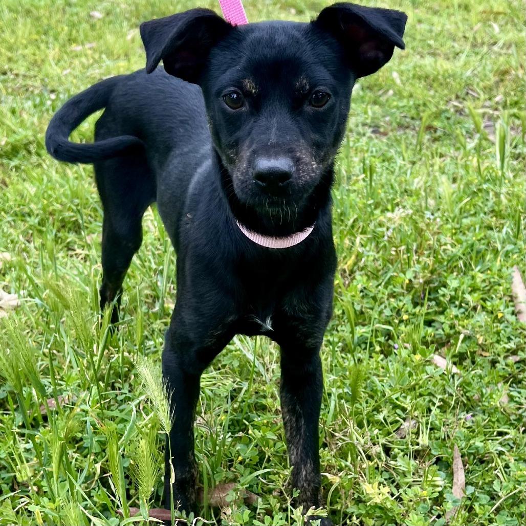 Enlarge Molly, a Adoptable Terrier in Sonoma, CA image 2/4
