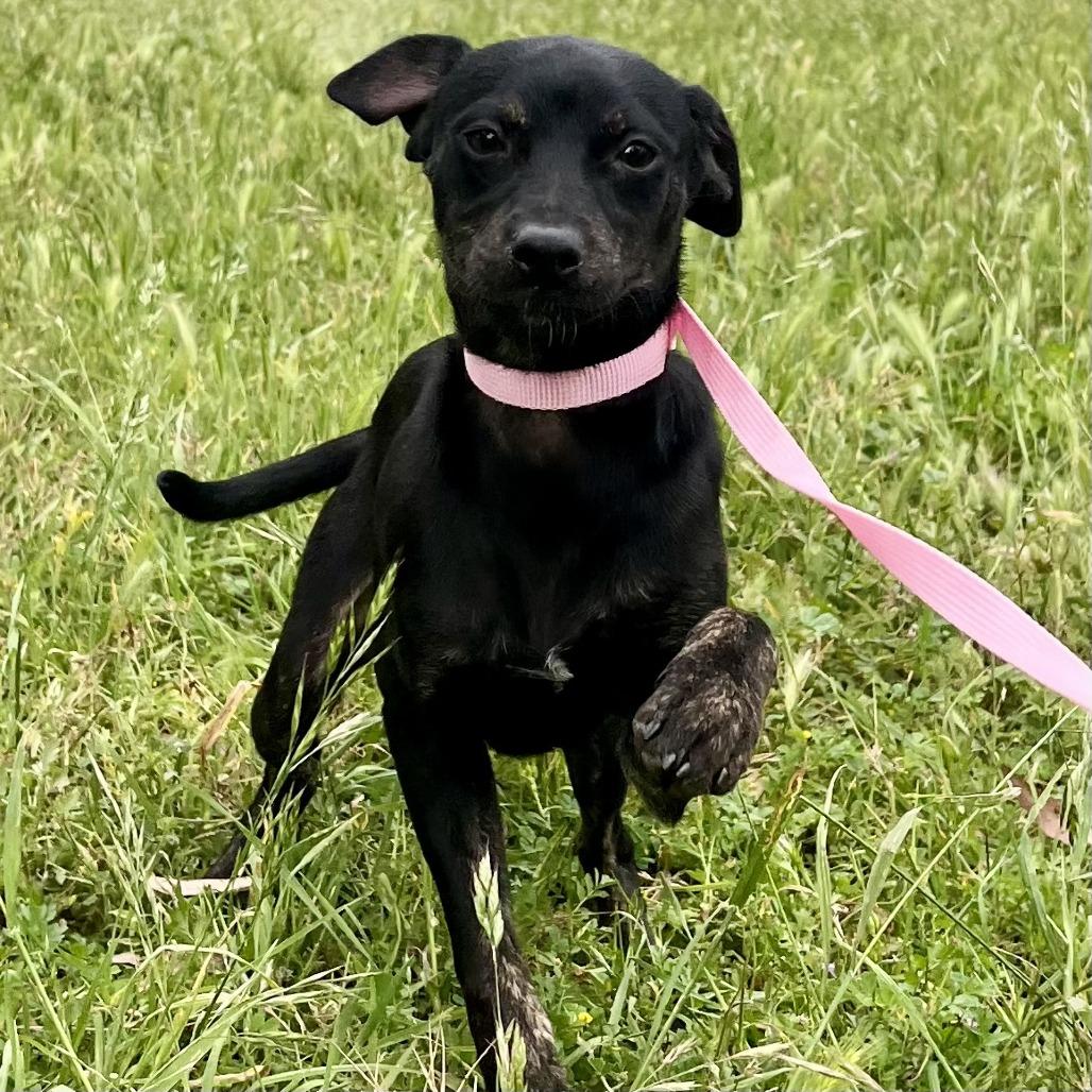 Enlarge Molly, a Adoptable Terrier in Sonoma, CA image 3/4