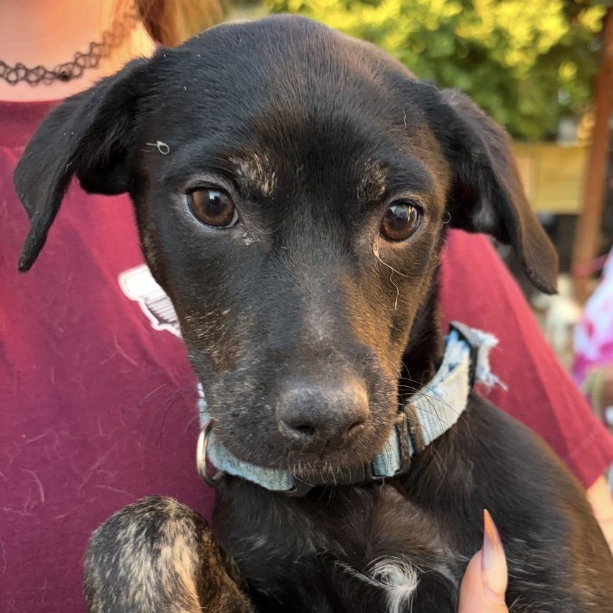 Enlarge Molly, a Adoptable Terrier in Sonoma, CA image 4/4