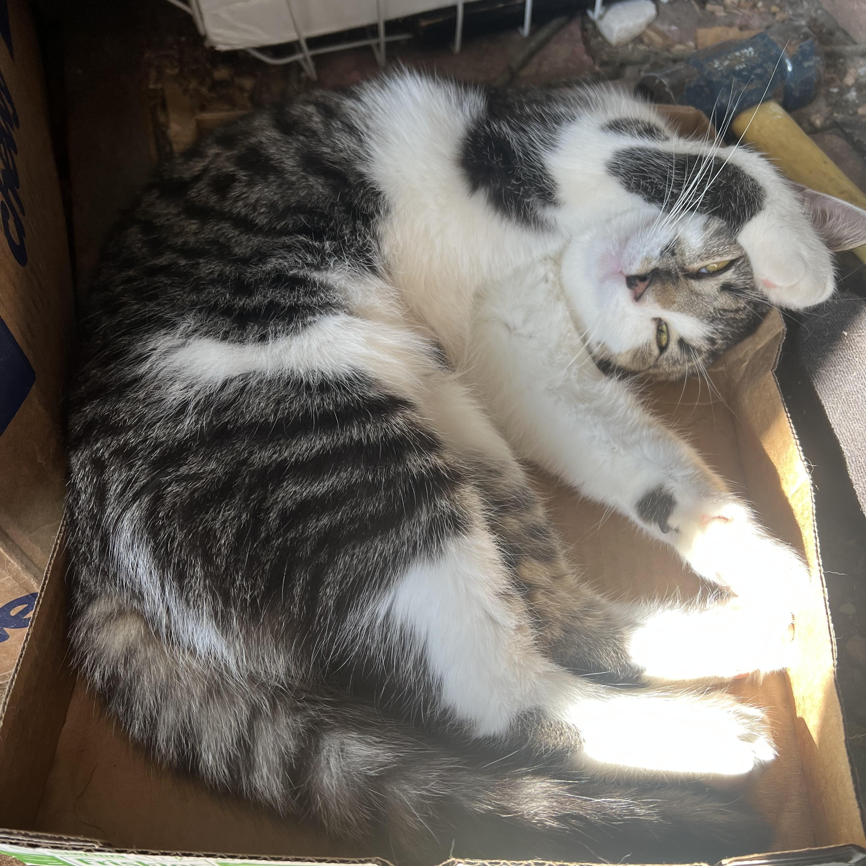 Enlarge Randy, a Adopted Domestic Short Hair in East Windsor, CT image 1/4