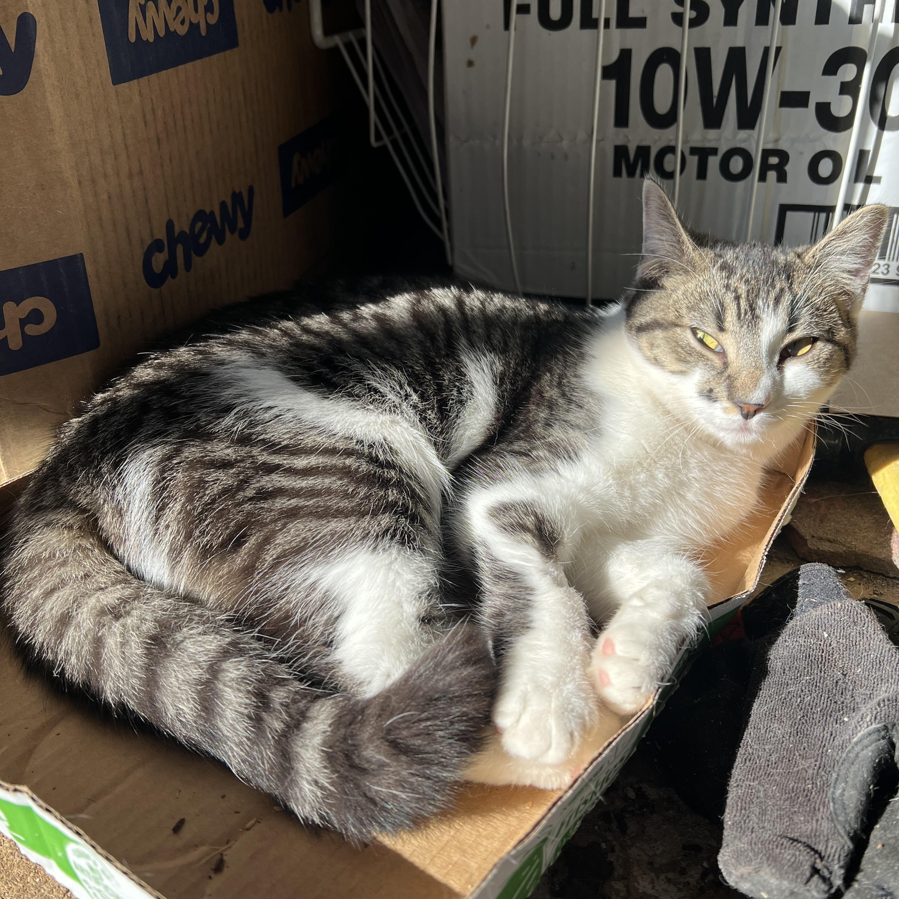 Enlarge Randy, a Adopted Domestic Short Hair in East Windsor, CT image 3/4