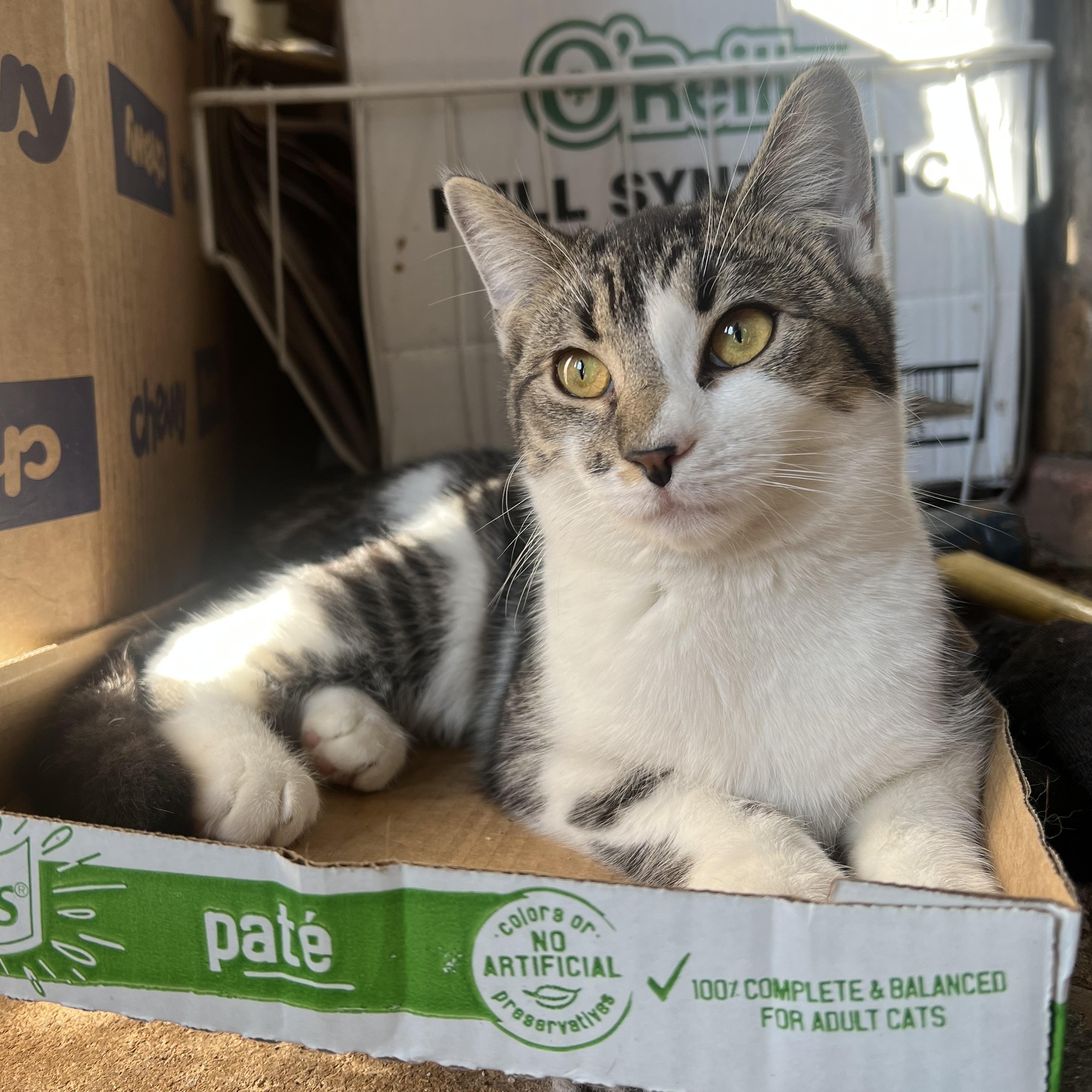 Enlarge Randy, a Adopted Domestic Short Hair in East Windsor, CT image 4/4