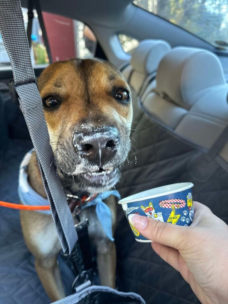 Boomer, Adoptable, Young Male Black Mouth Cur & Mixed Breed.