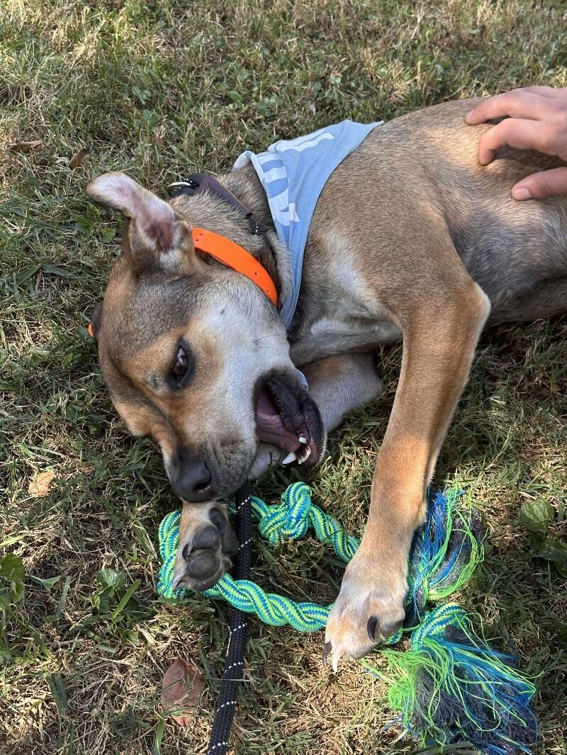 Enlarge Boomer, a Adoptable mixed breed in Maryville, TN image 2/6