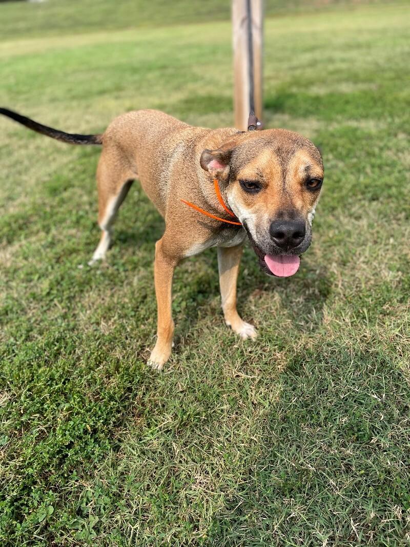 Enlarge Boomer, a Adoptable mixed breed in Maryville, TN image 3/6