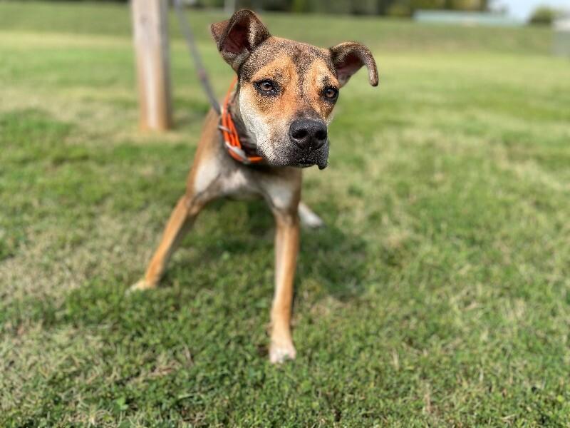 Enlarge Boomer, a Adoptable mixed breed in Maryville, TN image 4/6