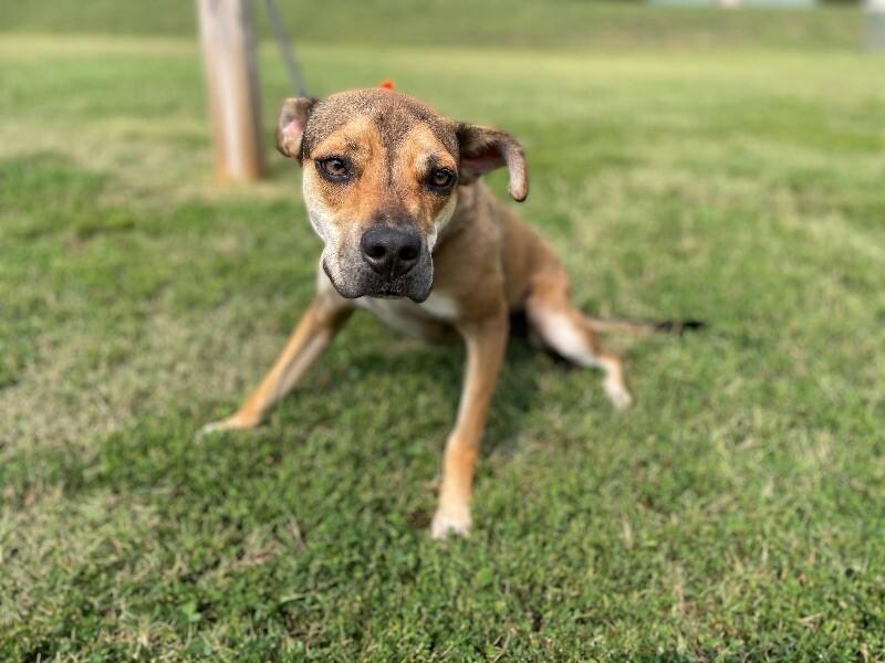 Enlarge Boomer, a Adoptable mixed breed in Maryville, TN image 5/6