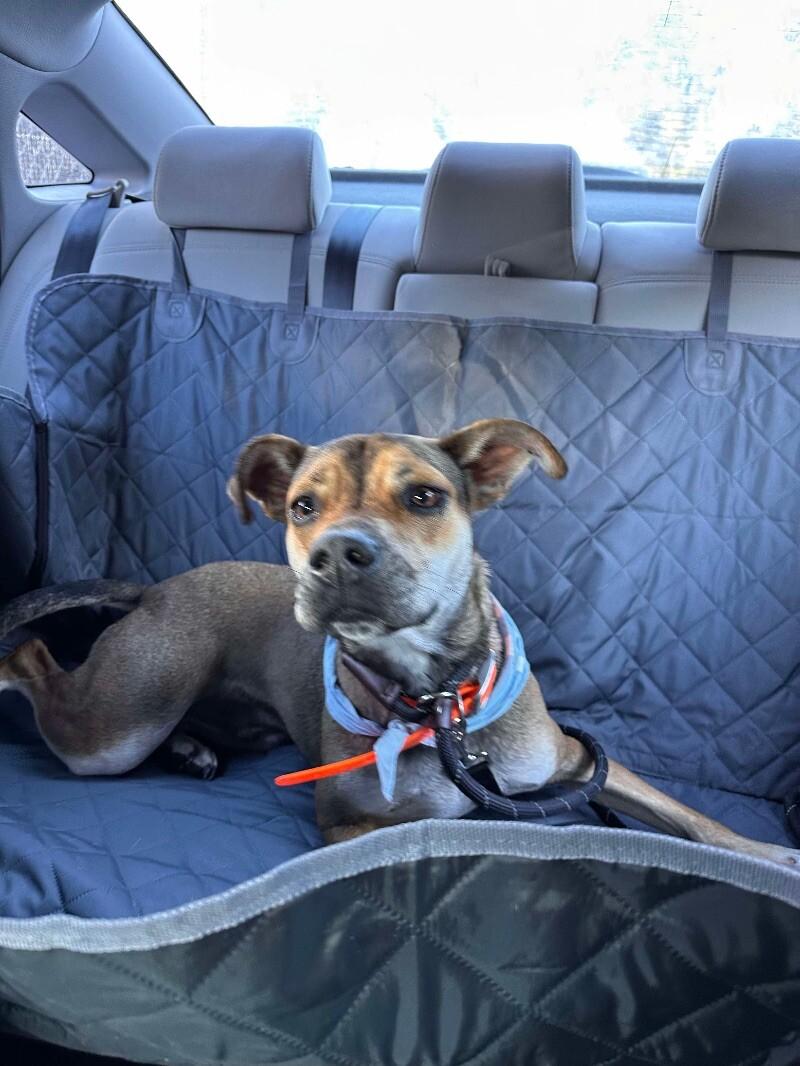 Enlarge Boomer, a Adoptable mixed breed in Maryville, TN image 6/6