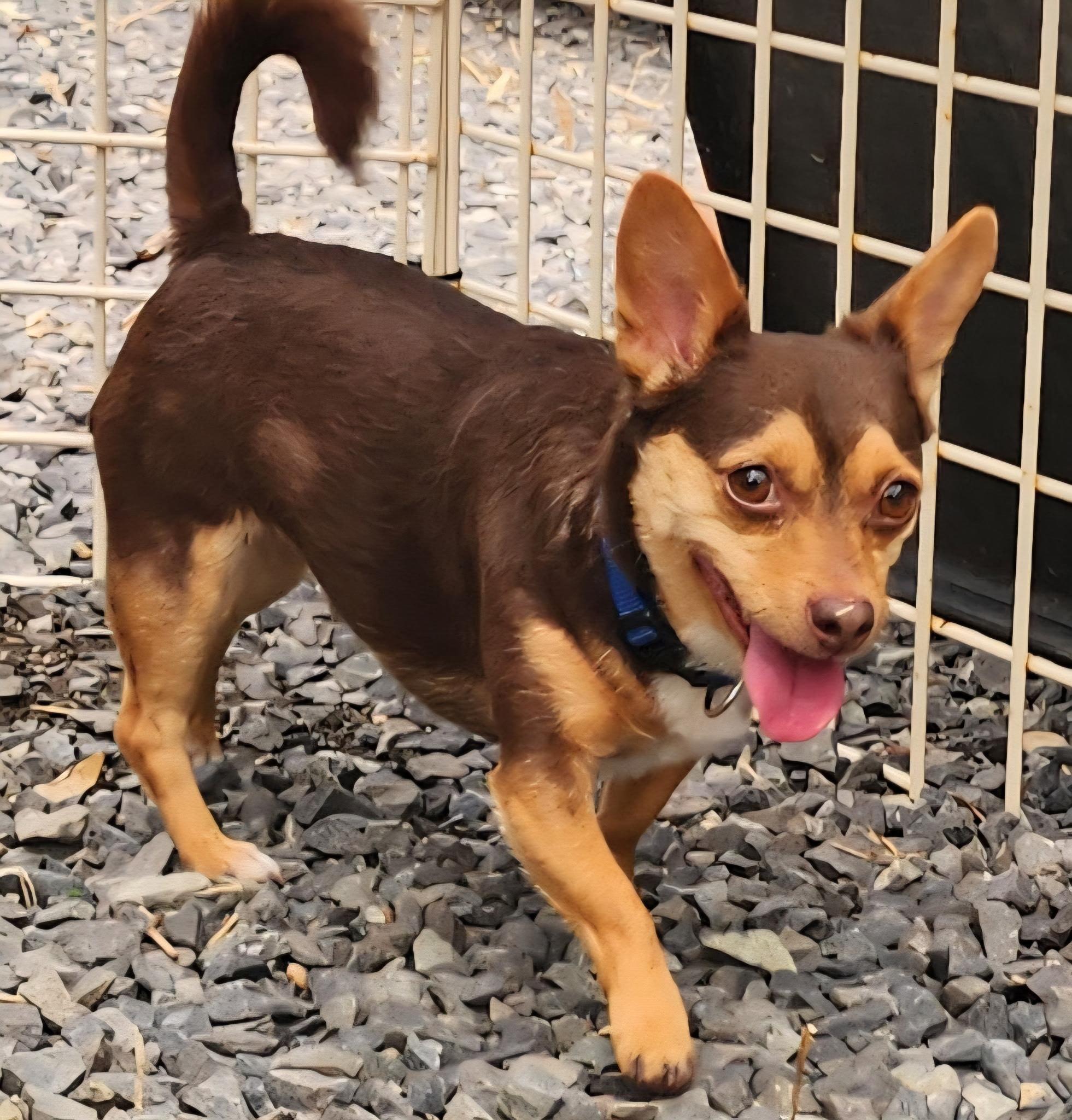 Archie, Adopted, Young Male Chihuahua.