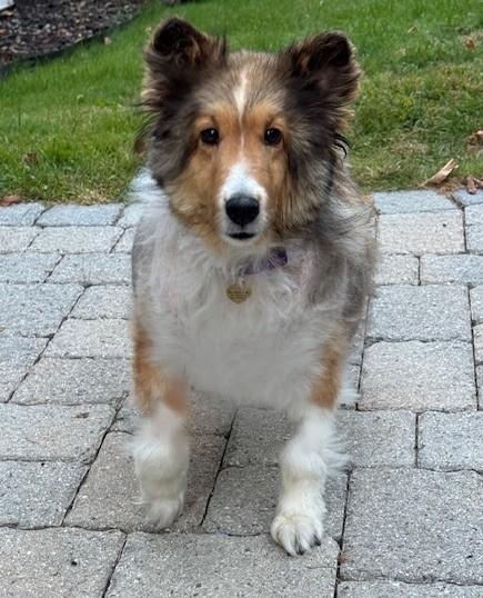 KC, Adopted, Senior Female Shetland Sheepdog / Sheltie.