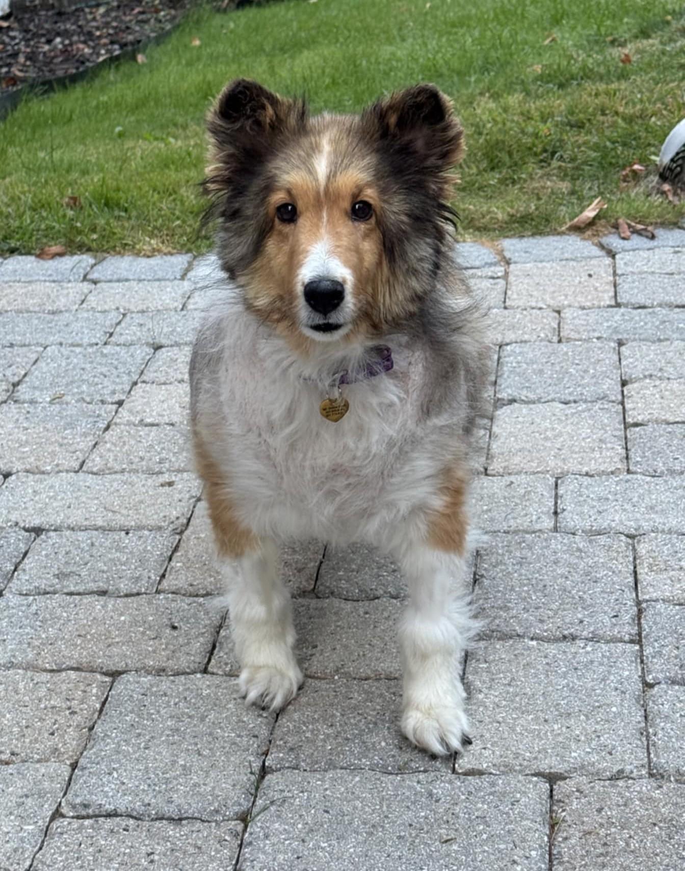 KC, a Adopted Shetland Sheepdog / Sheltie in Portland, ME image 2/5