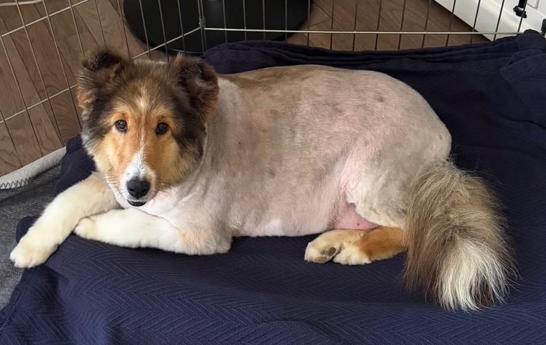 KC, a Adopted Shetland Sheepdog / Sheltie in Portland, ME image 4/5