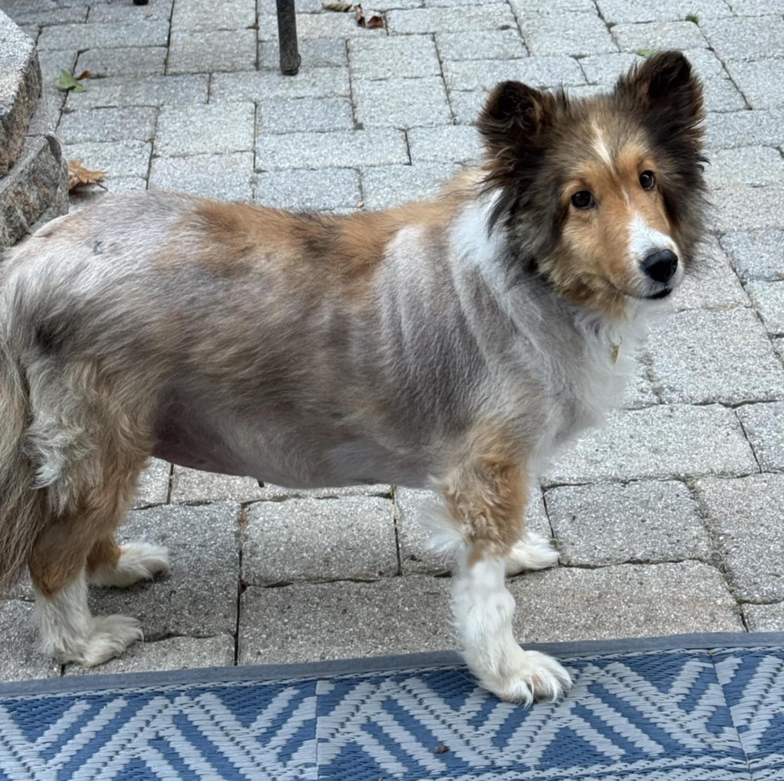 KC, a Adopted Shetland Sheepdog / Sheltie in Portland, ME image 5/5