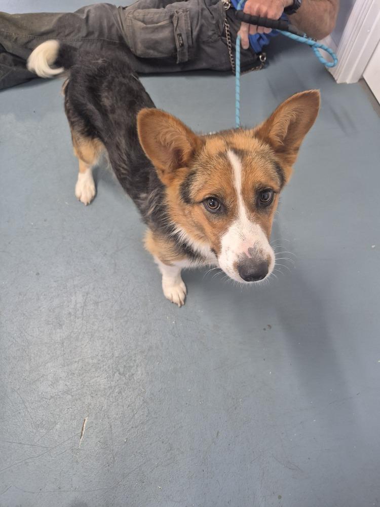 Enlarge Fred - AKA  - The Chaos Coordinator, a Adoptable mixed breed in Linton, IN image 1/1