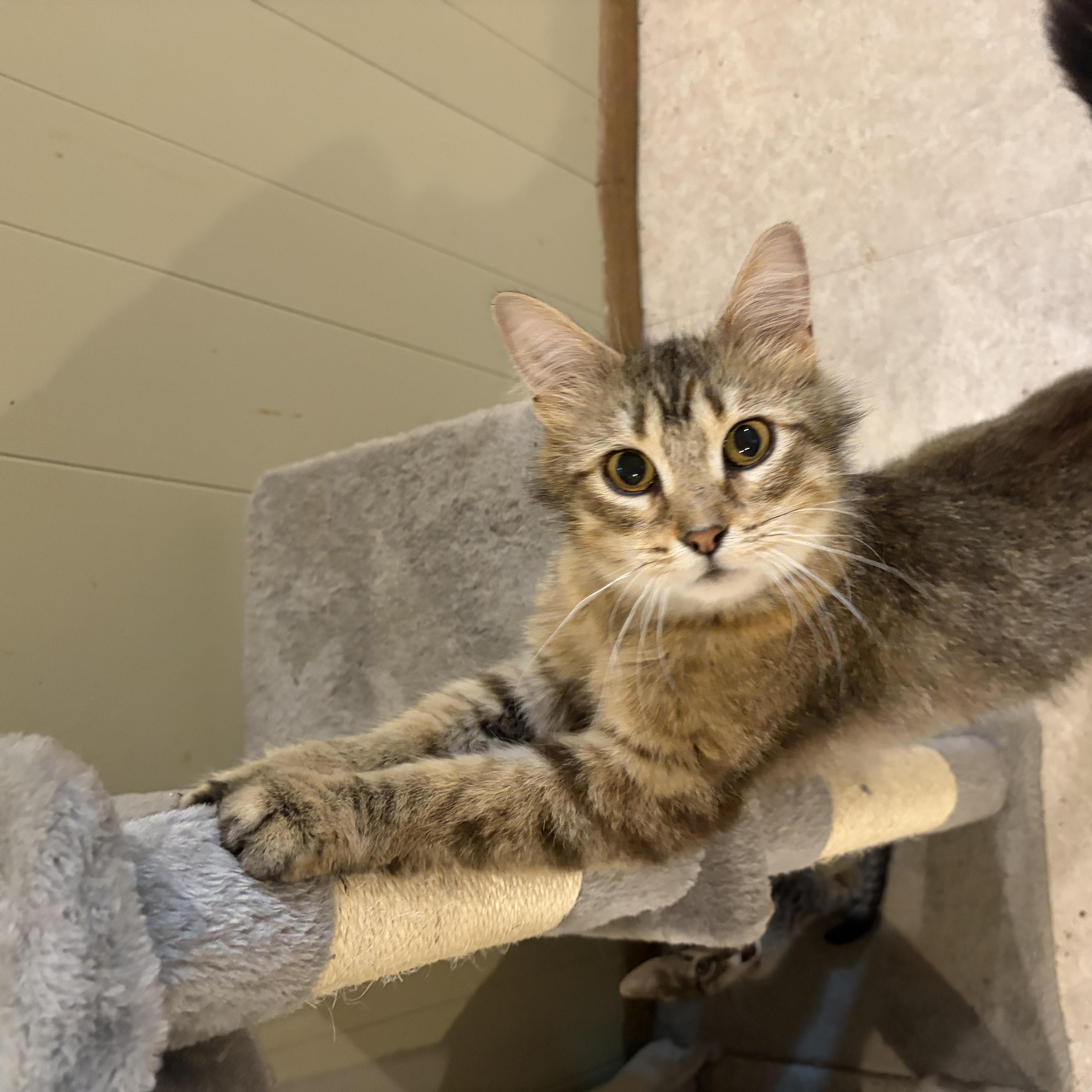 Enlarge Ethel, a Adopted Domestic Long Hair in Mineral Point, WI image 1/6