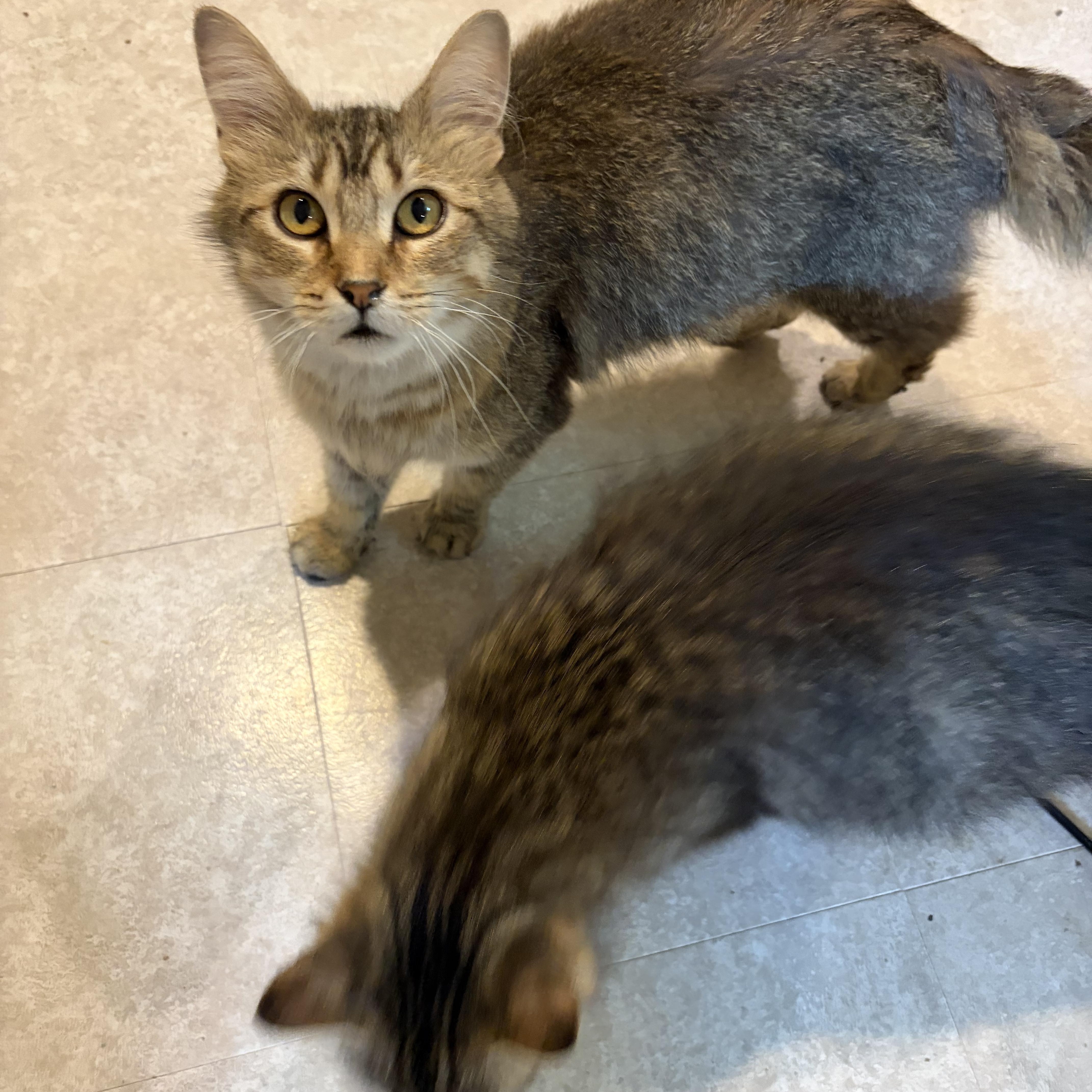 Enlarge Ethel, a Adopted Domestic Long Hair in Mineral Point, WI image 4/6