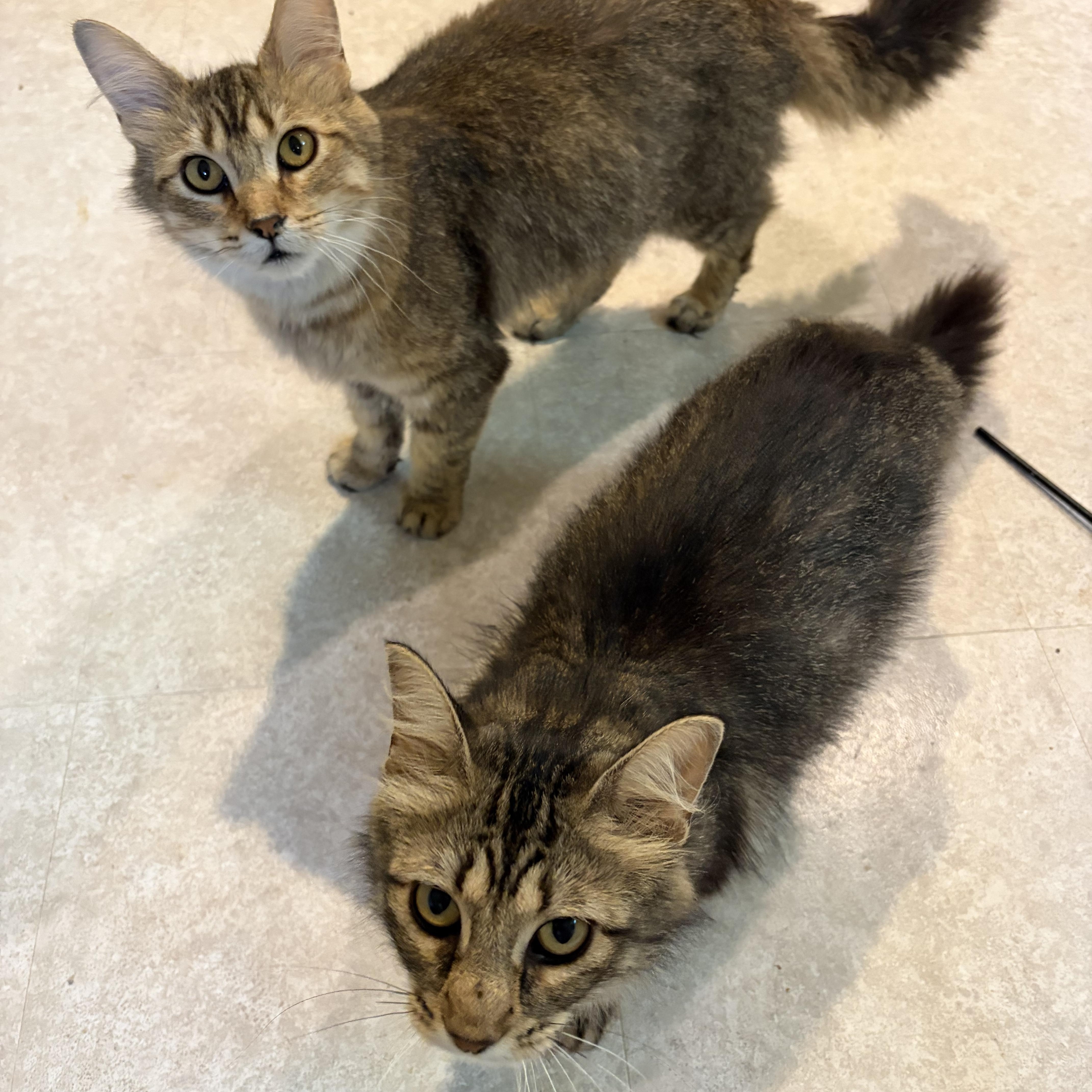 Enlarge Ethel, a Adopted Domestic Long Hair in Mineral Point, WI image 5/6