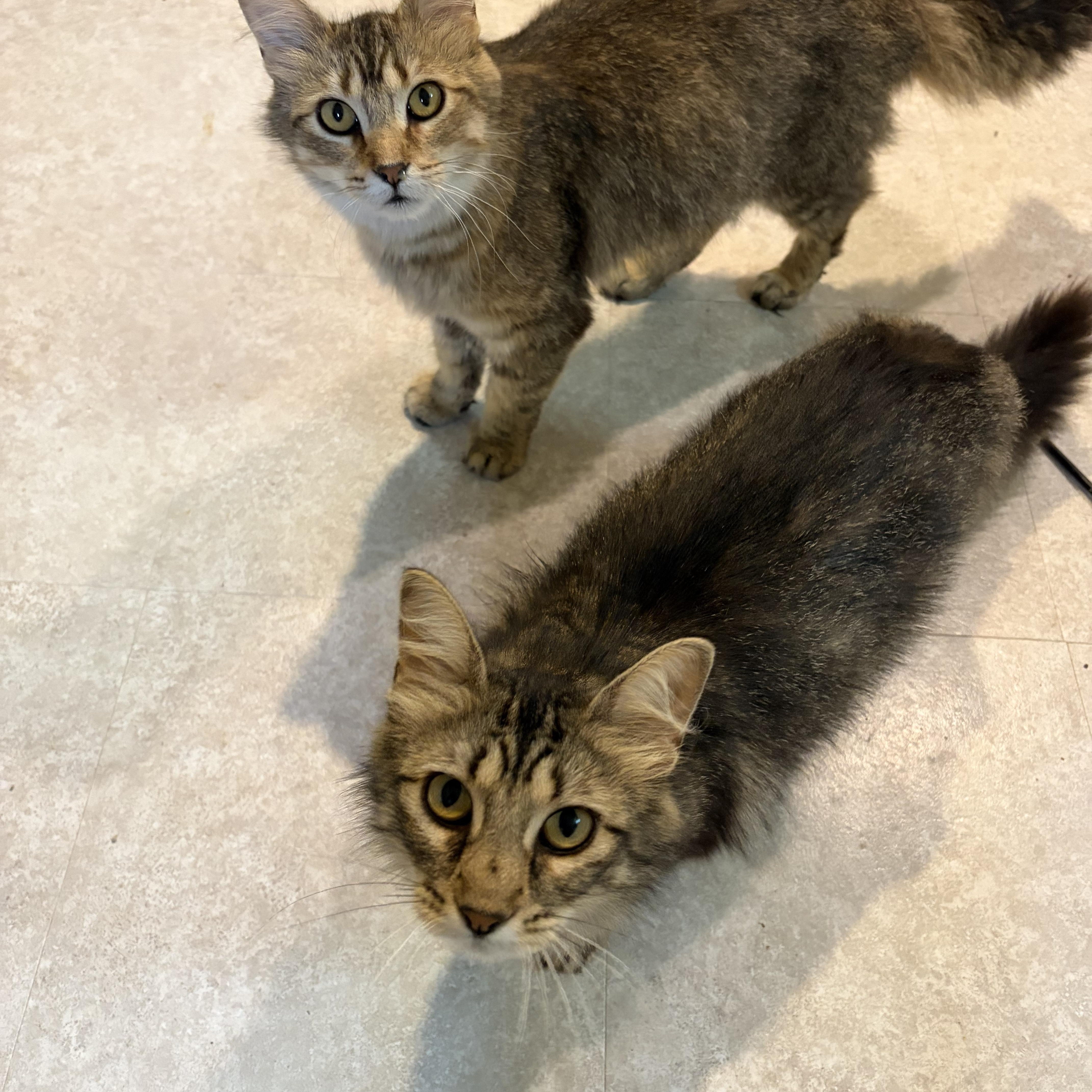 Enlarge Ethel, a Adopted Domestic Long Hair in Mineral Point, WI image 6/6