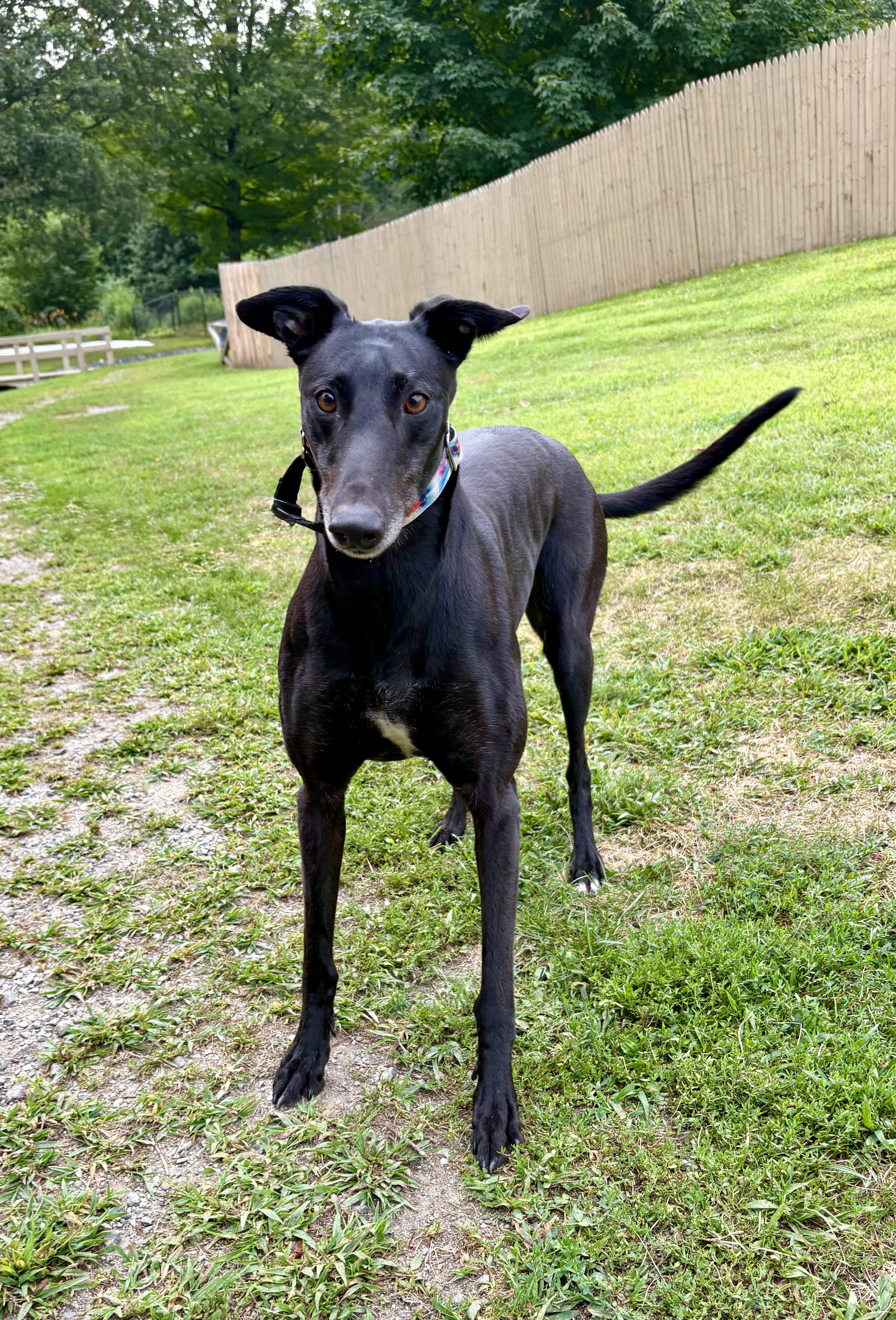 Enlarge Tina, a Adopted Greyhound in Swanzey, NH image 1/3