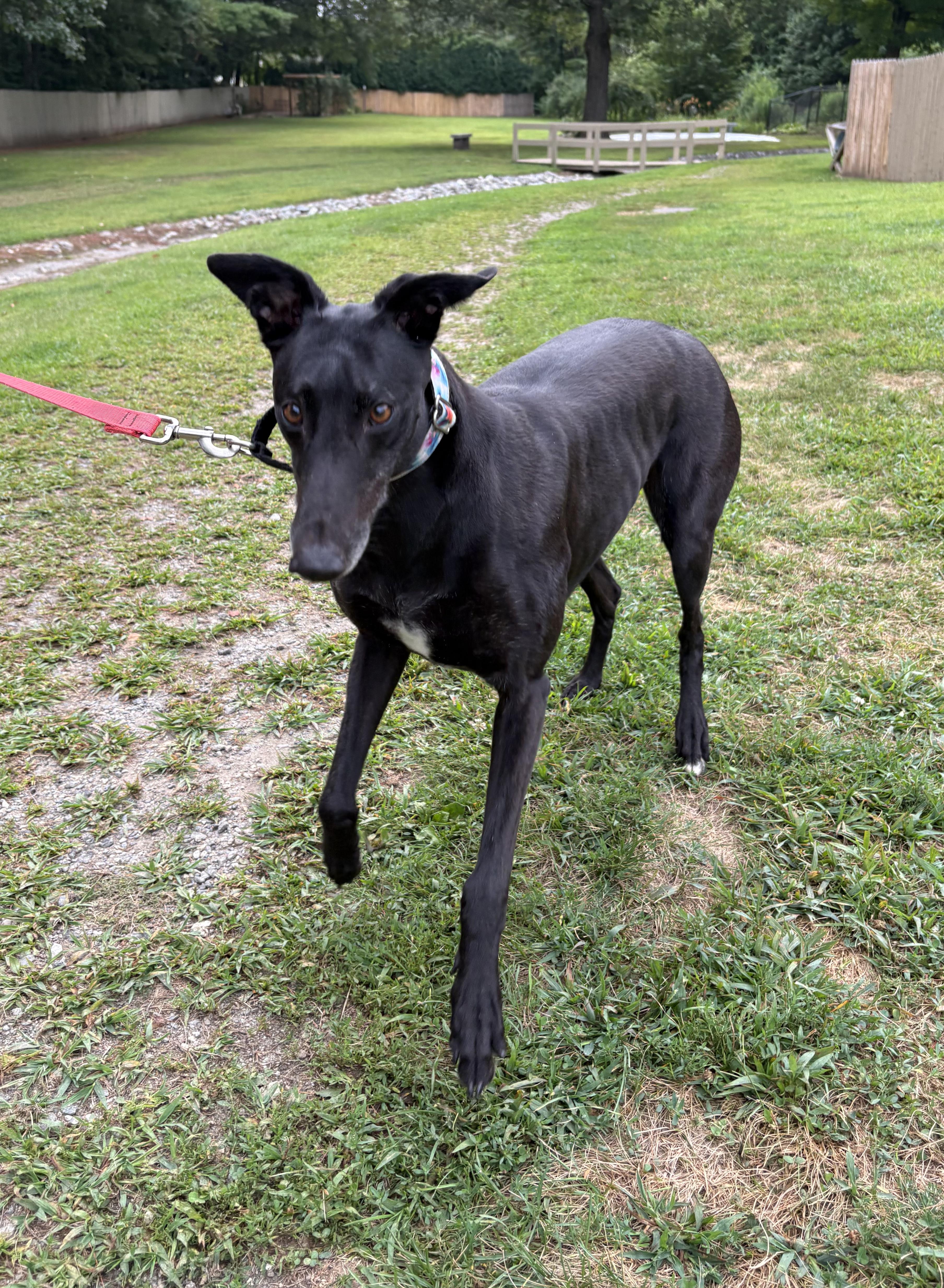 Enlarge Tina, a Adopted Greyhound in Swanzey, NH image 2/3