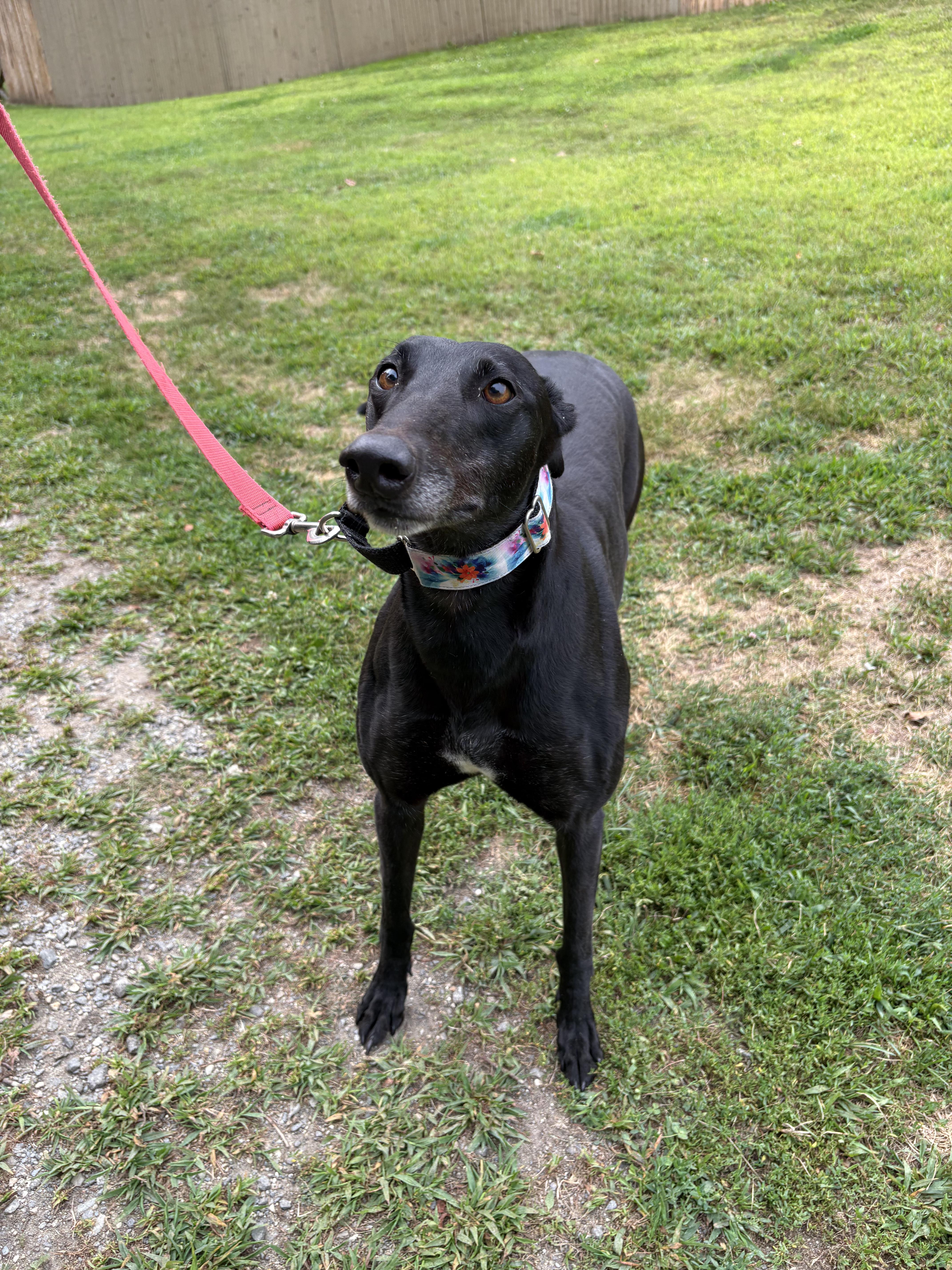 Enlarge Tina, a Adopted Greyhound in Swanzey, NH image 3/3