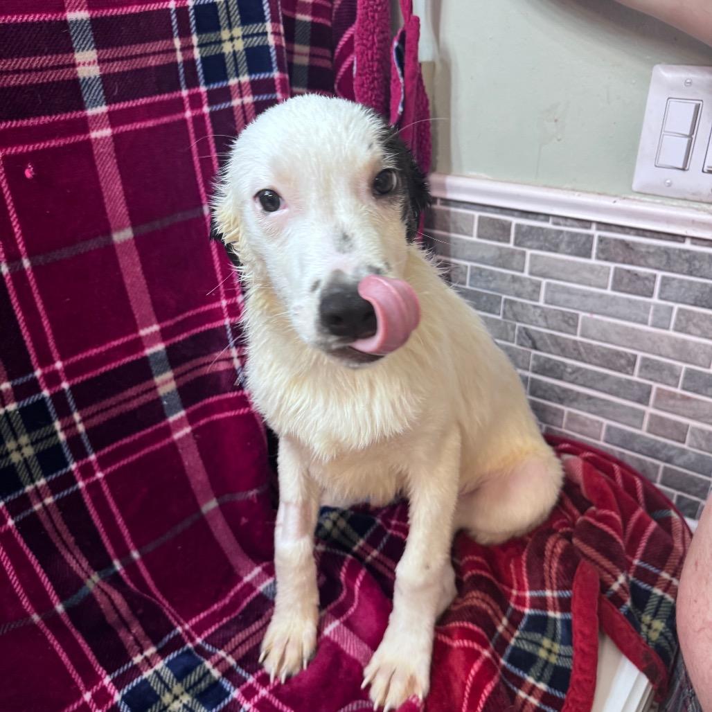 Sleepy, Adoptable, Puppy Male Mixed Breed.