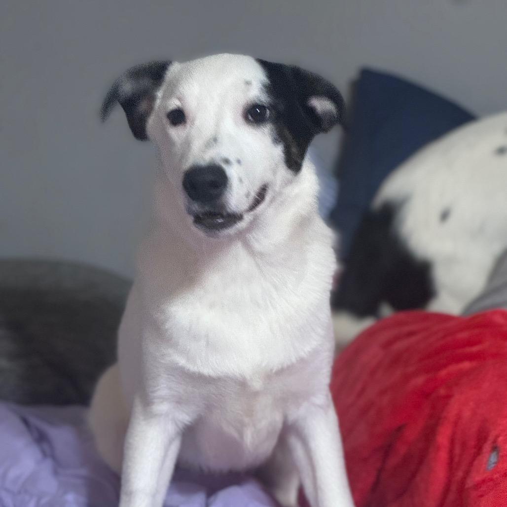 Enlarge Sleepy, a Adoptable Mixed Breed in Inwood, WV image 2/4