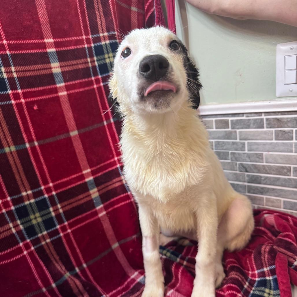 Enlarge Sleepy, a Adoptable Mixed Breed in Inwood, WV image 3/4