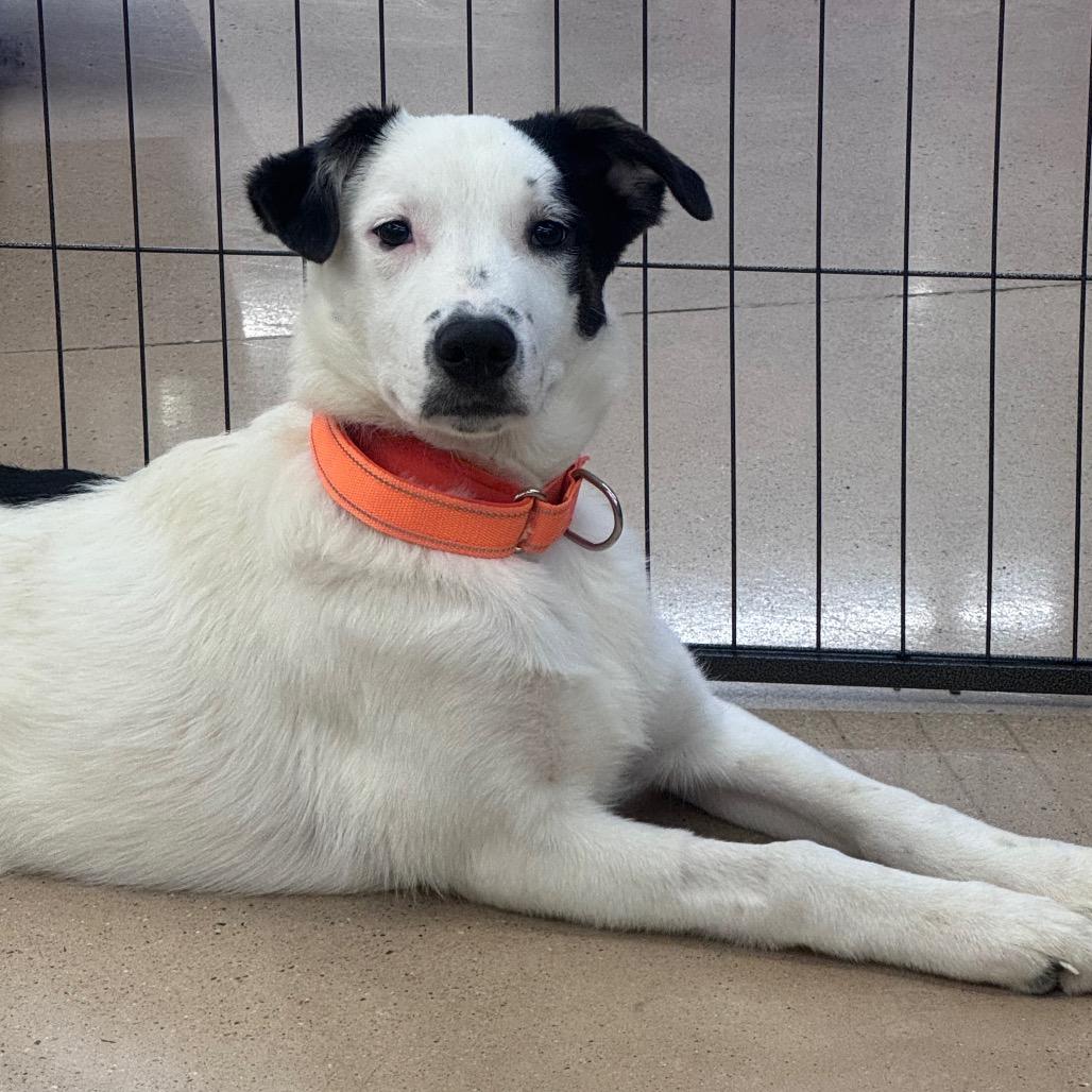 Enlarge Sleepy, a Adoptable Mixed Breed in Inwood, WV image 4/4