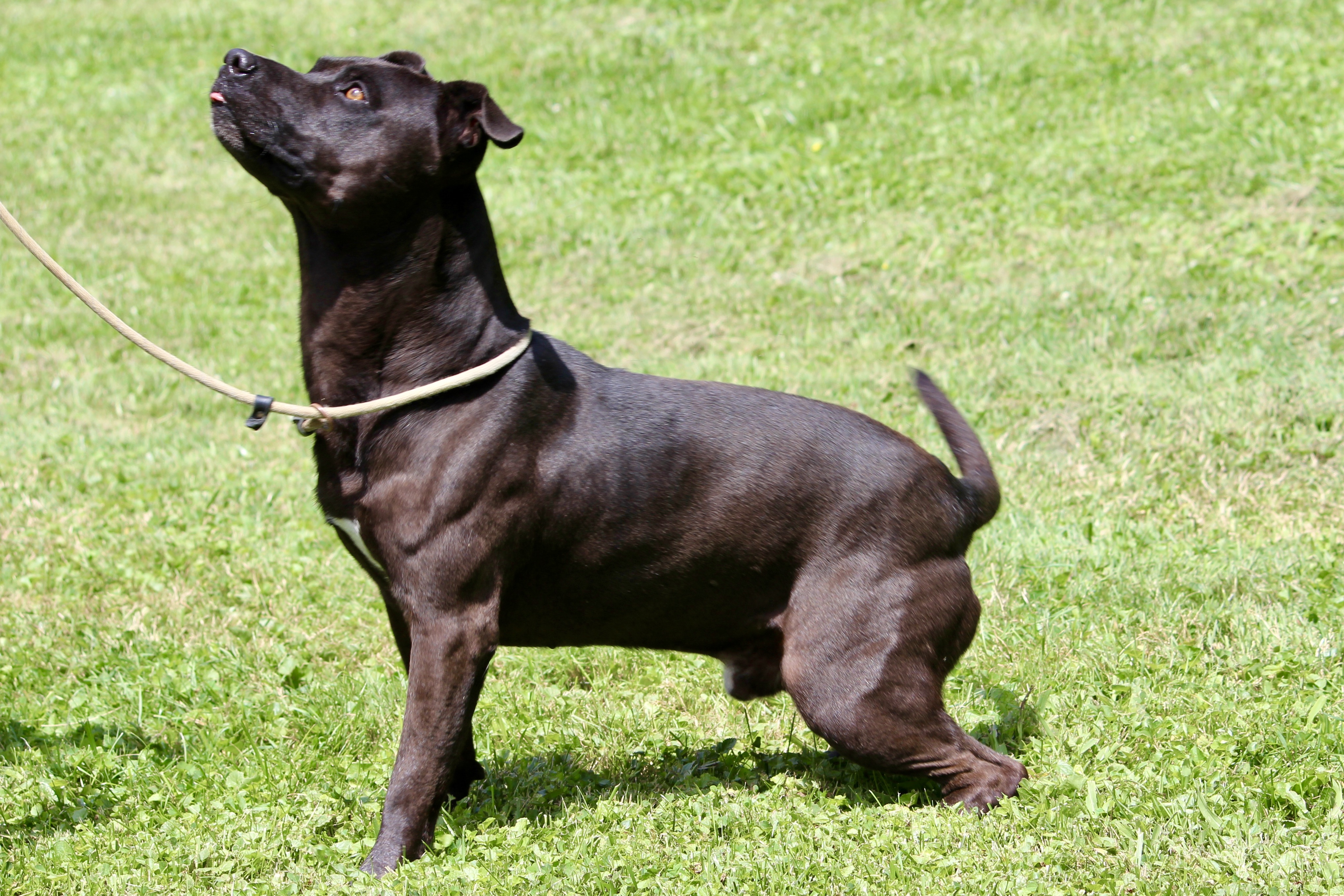 LEVAR — thumbnail 2