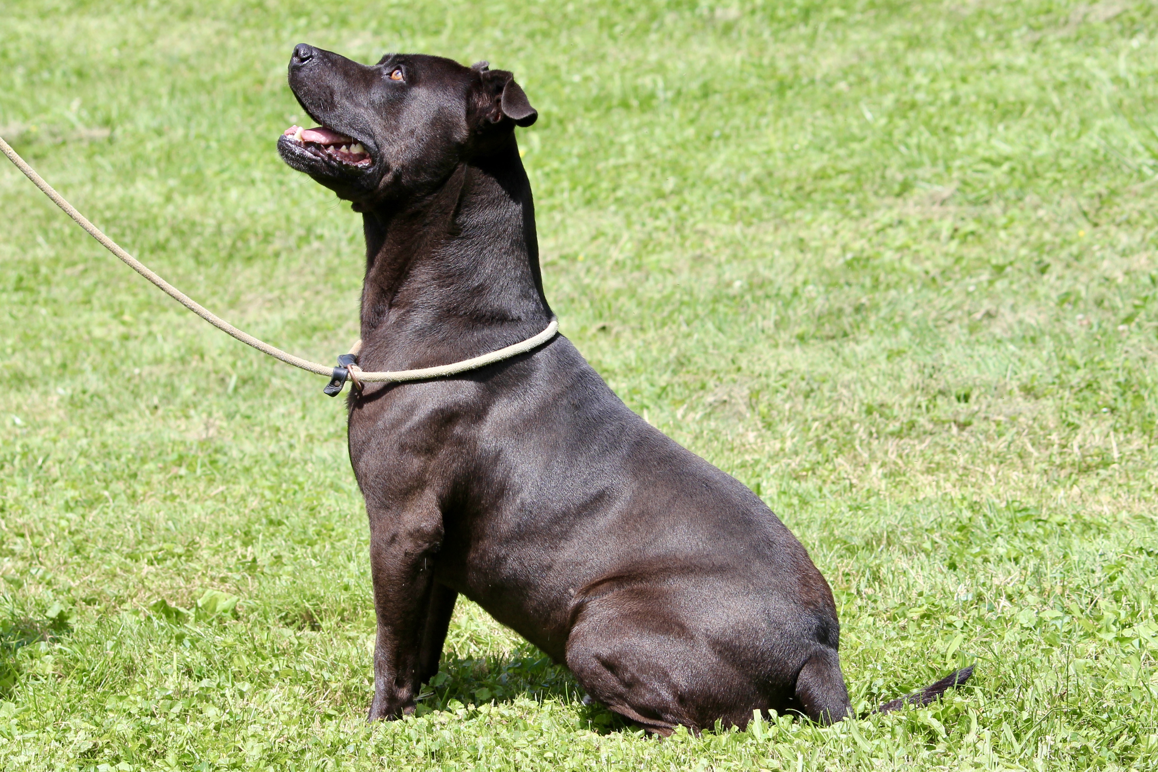 LEVAR — thumbnail 3