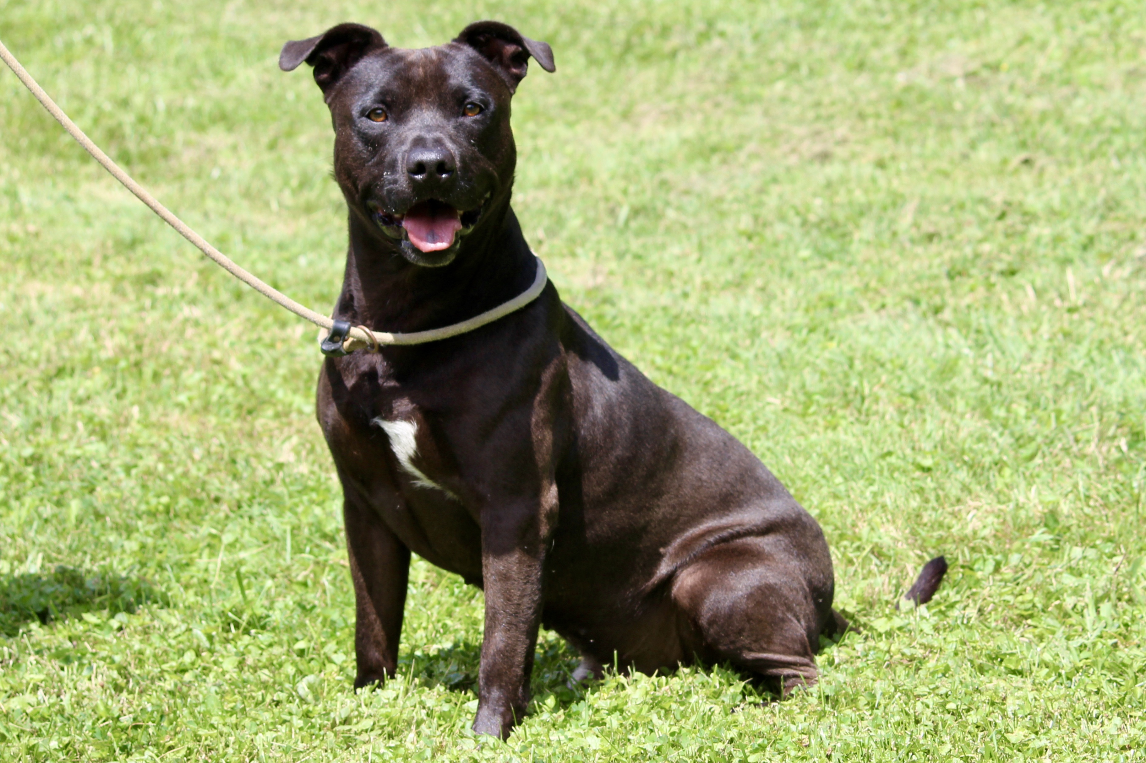 LEVAR — thumbnail 4