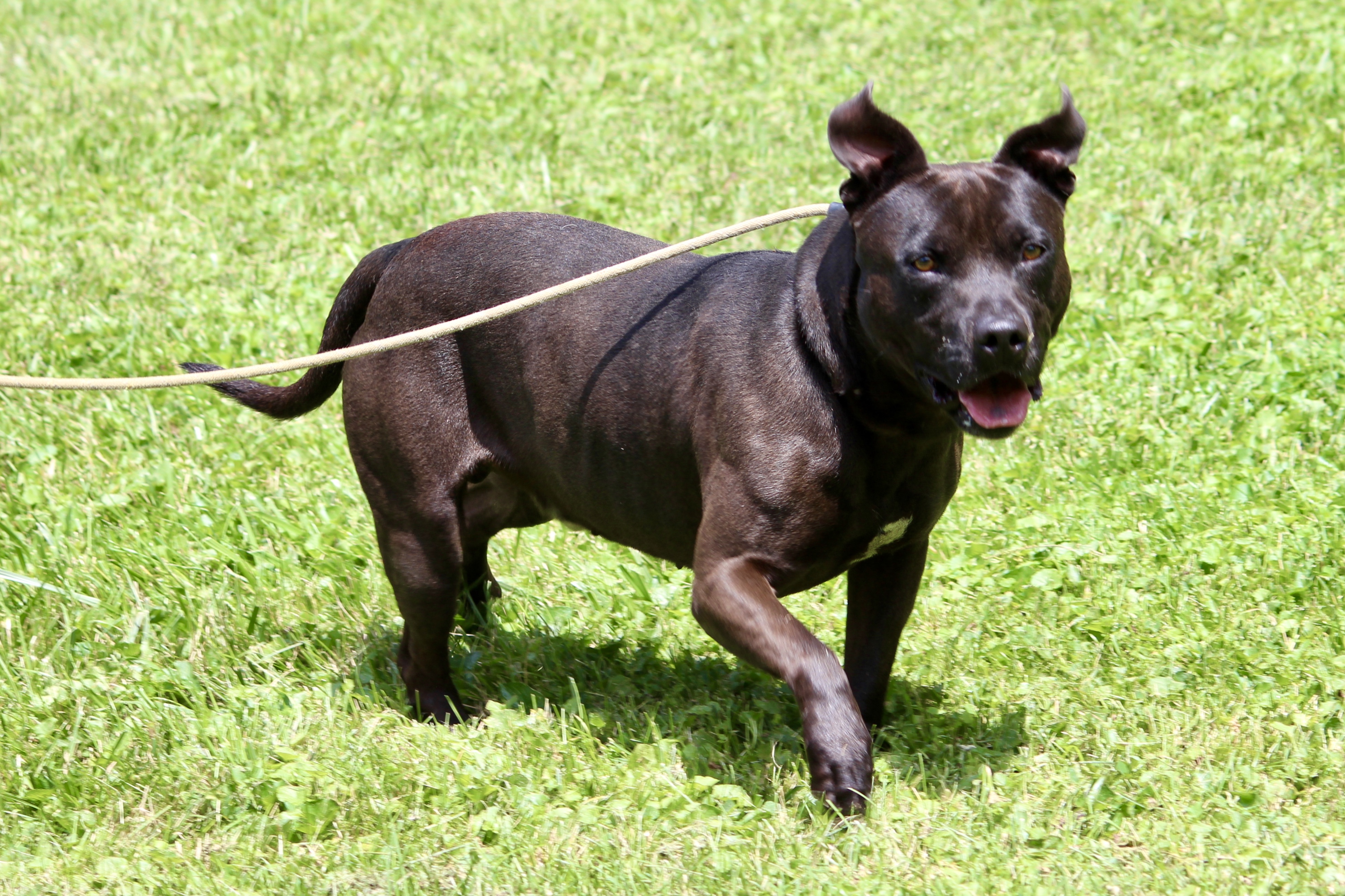 LEVAR — thumbnail 5