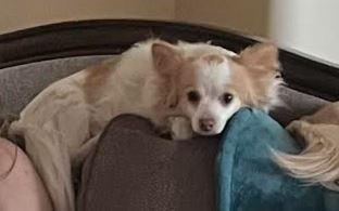 Rooster (Courtesy Listing), a Adoptable Chihuahua in Williamsburg, IA image 1/3