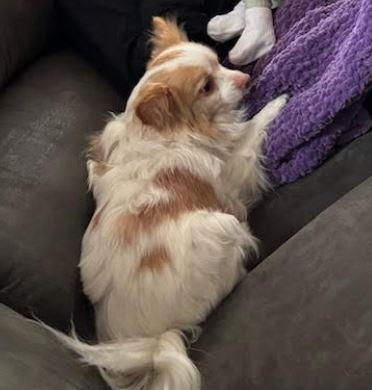 Rooster (Courtesy Listing), a Adoptable Chihuahua in Williamsburg, IA image 2/3