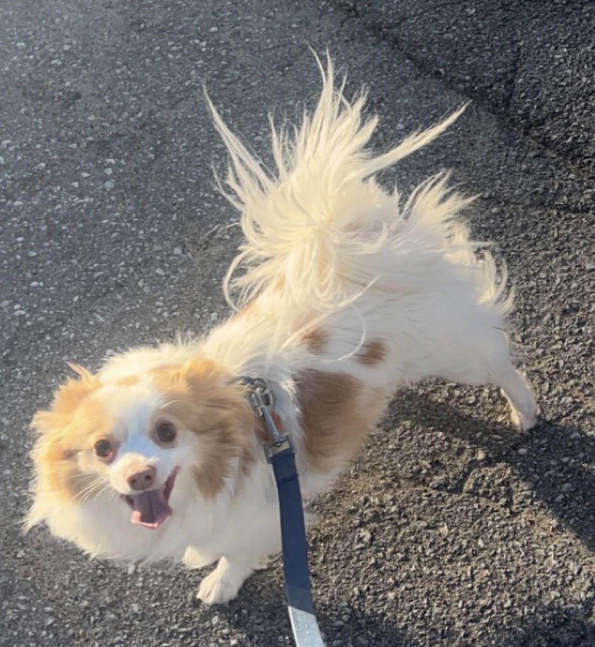 Rooster (Courtesy Listing), a Adoptable Chihuahua in Williamsburg, IA image 3/3