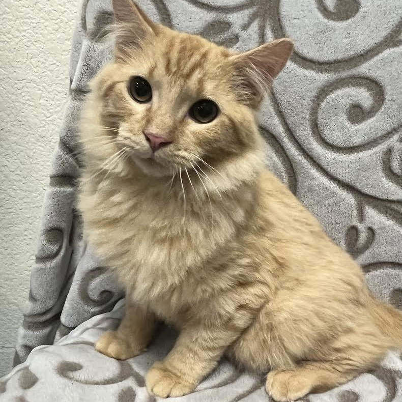 Moose and Bolt , ADOPTABLE, Young Male Domestic Medium Hair.