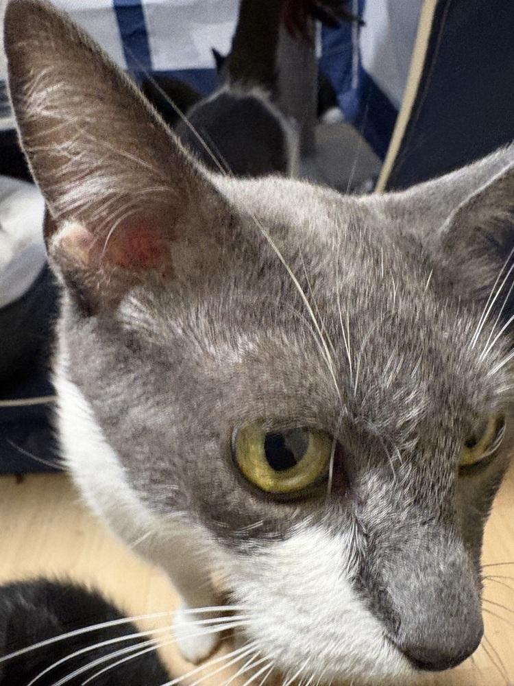 Nova, Adoptable, Adult Female Domestic Short Hair.