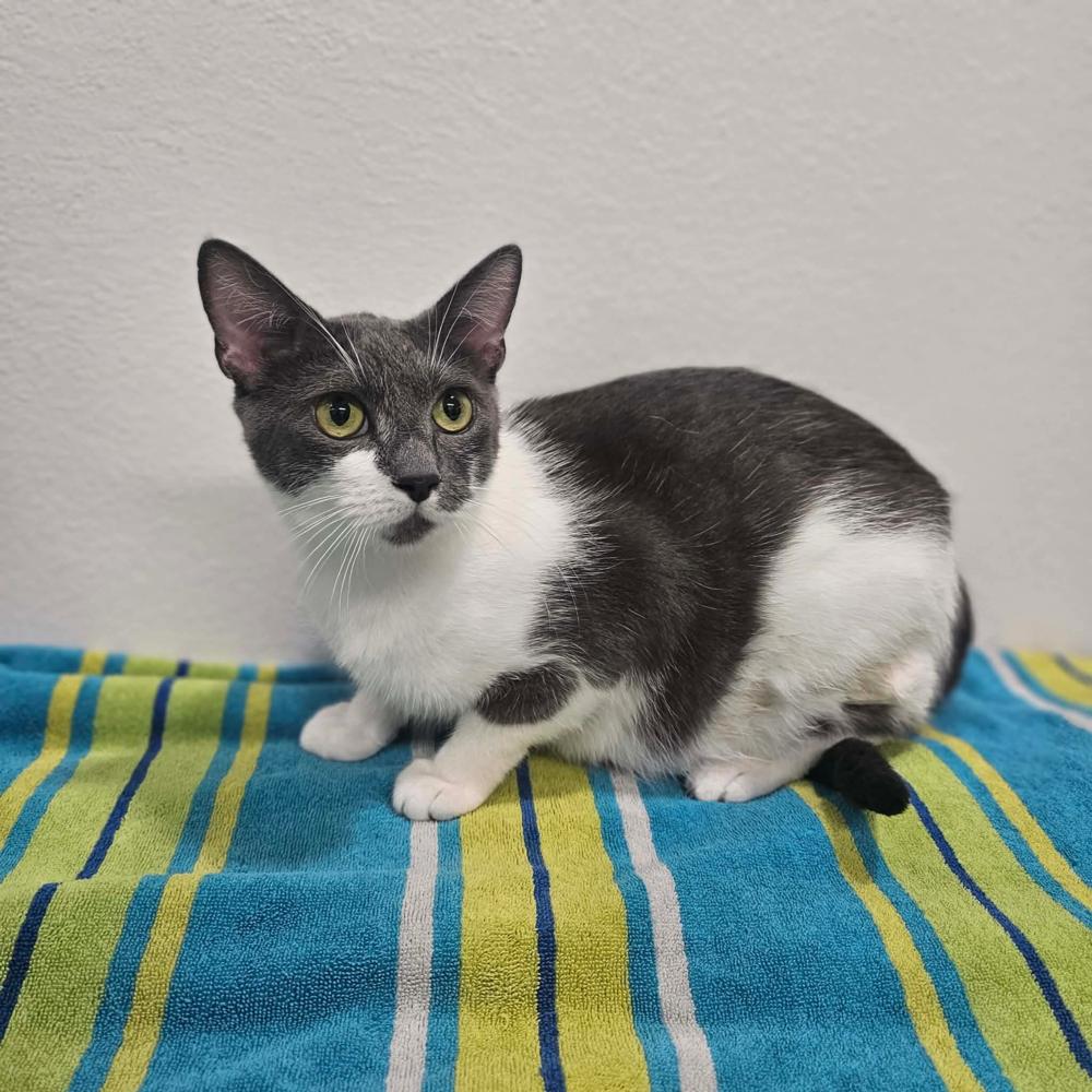 Enlarge Nova, a Adoptable mixed breed in Spokane , WA image 2/4