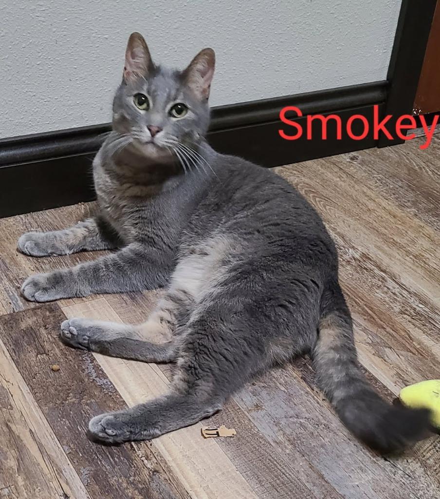 Enlarge Smokey nka Smokey Graham Bell, a Adopted mixed breed in Minot, ND image 1/4