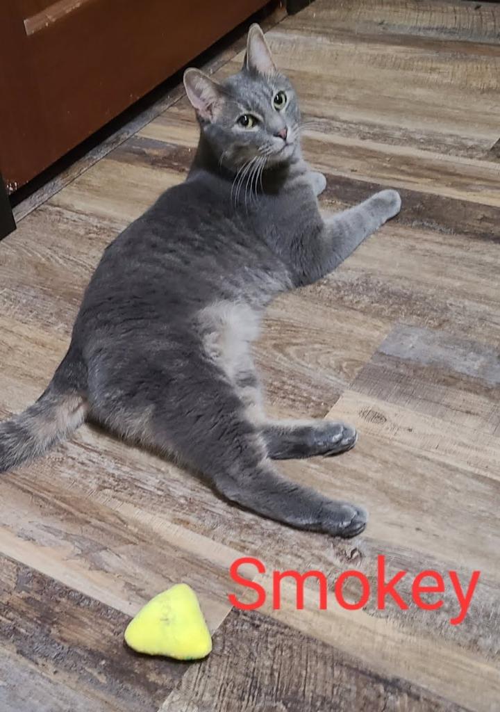 Enlarge Smokey nka Smokey Graham Bell, a Adopted mixed breed in Minot, ND image 2/4