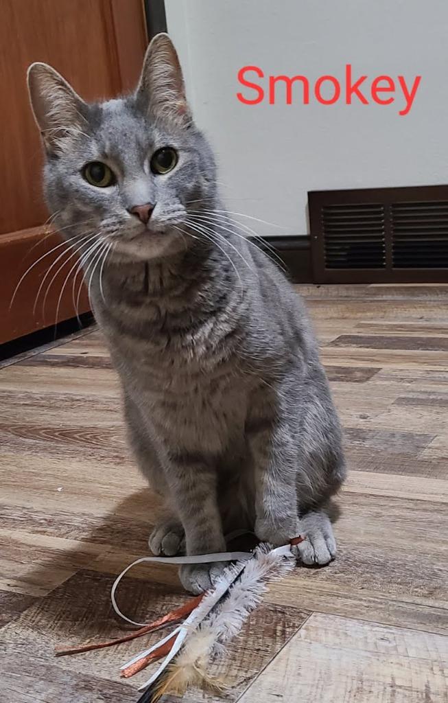 Enlarge Smokey nka Smokey Graham Bell, a Adopted mixed breed in Minot, ND image 3/4