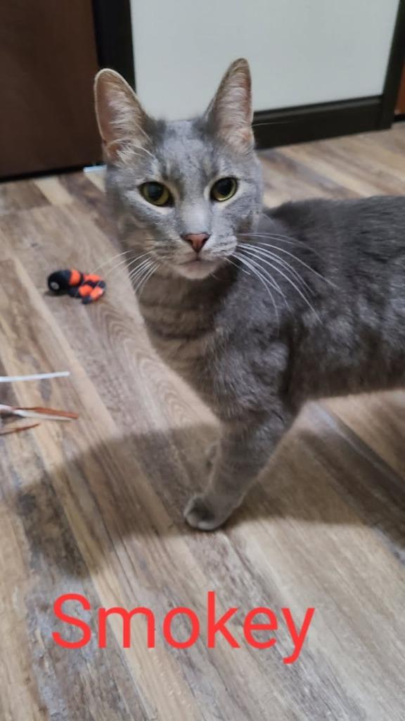 Enlarge Smokey nka Smokey Graham Bell, a Adopted mixed breed in Minot, ND image 4/4