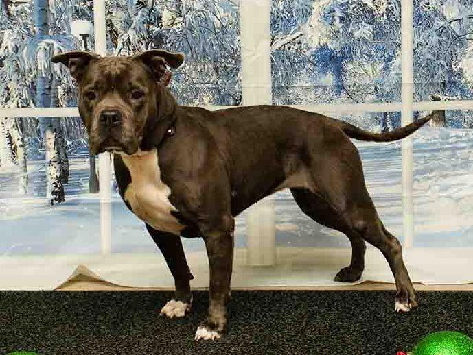 Patsy, a Adoptable mixed breed in Sanford, FL image 4/6