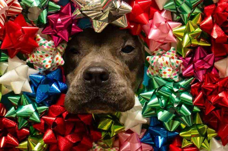 Patsy, Adoptable, Adult Female Terrier.